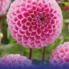 8718641970324 1 Dahlia Sweet Fabienne.jpg